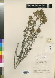 Image result for Sphenostylis marginata