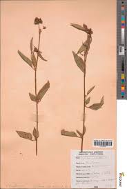 Image result for Melochia