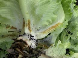 Image result for Lettuce Green 1977 Hussmann