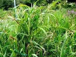 Image result for Coix lacryma-jobi