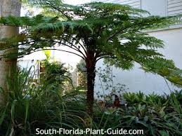 Maybe you would like to learn more about one of these? Australian Tree Fern