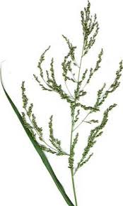 Image result for Panicum bullockii