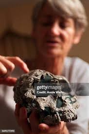 398 Kenya Fossil Stock Photos, High-Res Pictures, and Images