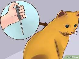 Cats have one biting louse and that is felicola subrostratus. 4 Ways To Treat Lice In Cats Wikihow