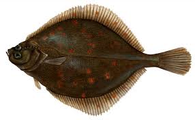 Image result for Pleioceras