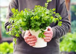 Dwarf Lemon Cilantro