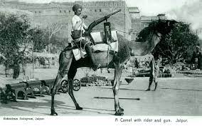 Select from premium camel of the highest quality. A Camel With Rider And Gun Jaipur