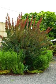 Image result for Cotinus coggygria
