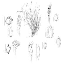 Image result for Lipocarpha nana