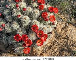 Generally less than 12 (30 cm) in our area. Claret Cup Cactus Hedgehog Stock Photo Edit Now 87548368