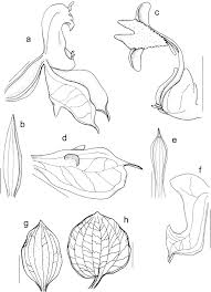 Image result for Disperis thomensis