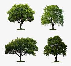 Eucalyptus Banyan Image Material Trees Green Trees Banyan Tree Png Transparent Clipart Image And Psd File For Free Download Tree Images Plant Images Trees To Plant