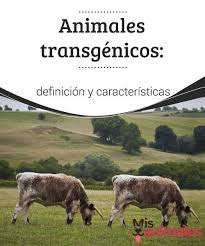 Animales Transgenicos Definicion Y Caracteristicas My Animals Animales Definiciones Caracteristicas De