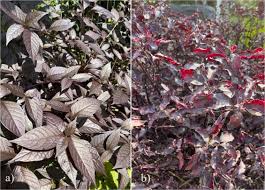 Image result for Psilotrichum patulum