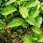 Image result for Combretum paniculatum