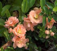 A wide variety of cameos flower options are available to you, such as material, use, and application. Cameo Flowering Quince Chaenomeles New Life Nursery