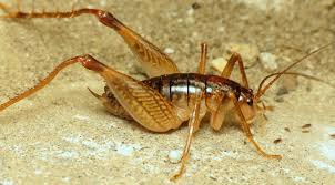 Camel crickets get their common name from their humpbacked appearance, which is similar to that of a camel. Camel Crickets Cave Crickets And Cave Weta Family Rhaphidophoridae Inaturalist