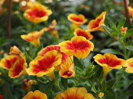 Image result for foto surfínie