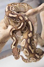 Lesser Ball Python Snake Pet Snake Ball Python Python Snake