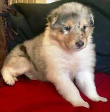 Streak australian shepherd mix puppy for sale in new holland pa. Collie Puppies For Sale Pittsburgh Pa 269692 Petzlover