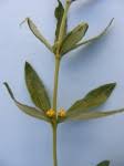 Image result for Fadogia variifolia