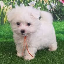 Aden, a White & Lemon Female Maltese Puppy 798023