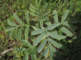 Image result for Melianthaceae