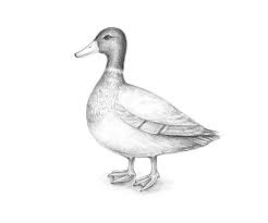 To draw a duck, you start with its head and neck, then draw the main body, and finish things off by drawing its legs. Duck Pencil Drawing Images Casual Pencil Skirt Outfit