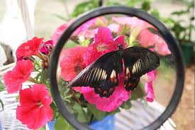 Gold Coast Butterflies Butterfly House And Life Cycle Centre In Gaven Butterfly House Gold Coast Coast