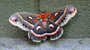 You can mix a small pot of rum and treacle (the moths don't have to have all. The Pleasures Of Moth Watching The New York Times