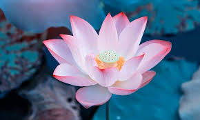 It is the north wind that lashes men into vikings; 45 Lotus Flower Quotes About The Beautiful And Symbolic Flower 2021