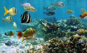Gambar alam lautan margasatwa pola warna warni bintang laut via pxhere.com. Lipi Benarkan Penelitian Ikan Bakal Punah Jika Suhu Laut Panas Beritabeta