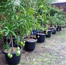 Download the perfect small tree pictures. Creative Farmer Live Plant Mango Priyur Small Tree Delicious Terrace Garden Plant 1 Healthy Live Plant Amazon In Garden Outdoors