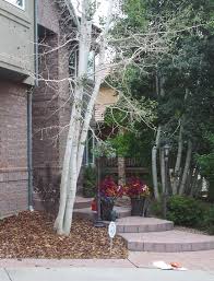 Check spelling or type a new query. Should Aspen Trees Be Planted In Denver Lot Lines