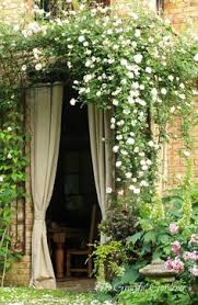 This popular variety is free flowering and sweetly fragrant and reblooms persistently deep into fall. 7 New Dawn Climbing Rose Ideas New Dawn Climbing Rose Beautiful Doors Dream Garden