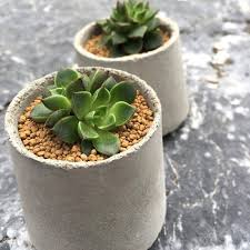 動植物 手工水泥盆 伍號 不含植 plants in motion 動植物 植栽 盆栽 pinkoi plants planter pots succulents