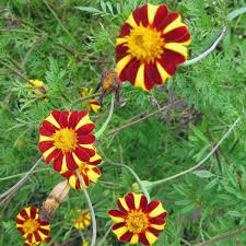 French marigolds are an easy to grow annual that will bloom brightly all summer long. French Marigold Court Jester View All Flowers Australian Seed