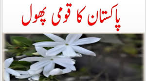 The epithet 'glabra' comes from latin and means bald. National Flower Of Pakistan Ù¾Ø§Ú©Ø³ØªØ§Ù† Ú©Ø§ Ù‚ÙˆÙ…ÛŒ Ù¾Ú¾ÙˆÙ„ Youtube