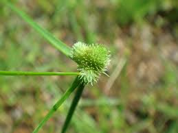 Image result for Cyperus leptocladus