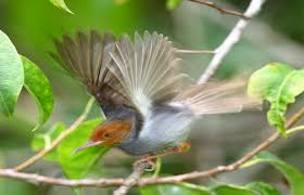 Gambar burung ini juga menjadi salah satu gambar fauna favorit pada kalangan pecinta gambar. Cara Merawat Burung Prenjak Agar Cepat Bunyi Dan Gacor Kicaumania Net