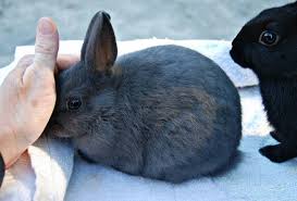 Harga kelinci hias umur 4 bulan sudah barang tentu jauh lebih murah dari kelinci umur 7 bulan apa lagi kalau sudah peak 1 tahun harga bisa menyentuh jutaan. 18 Jenis Kelinci Hias Paling Bagus Di Indonesia Beserta Harganya Hobinatang