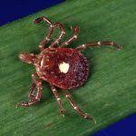 Mayonii, as well as other infections that cause symptoms like fever,. Beware These 3 Ticks In Ga Call Swat To Keep Them Away
