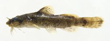 Image result for Platostoma montanum