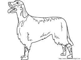 Find more irish setter coloring page pictures from our search. Pin On Craft Room Images B W