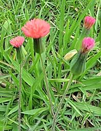 Image result for Emilia integrifolia