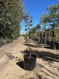 Image result for Brachychiton populneus