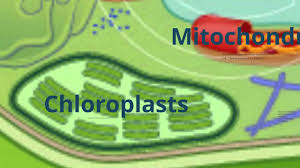 Maybe you would like to learn more about one of these? Plant Cell Organelles Youtube