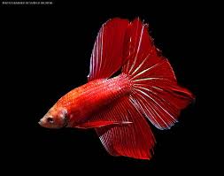 Delta and super delta bettas have tails with straight caudal edges—only. Betta Splendens Siamese Fighting Fish Micracanthus Marchei Seriously Fish