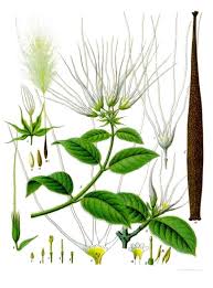 Image result for Strophanthus welwitschii