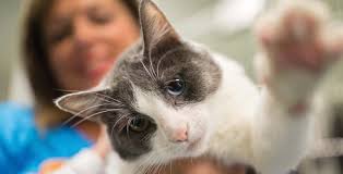 Leading Veterinary Professionals Reflect